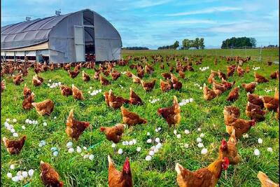 مرغداری مدرن؛ مرغو به روش گلخونه‌ای برای شیرش پرورش میده بعد بهره کشی قتل عام میکنه