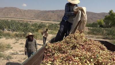 پیش‌بینی برداشت ۱۰۰ تن پسته از باغات لرستان