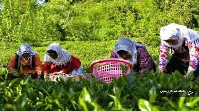 ۱۲۹ تعاونی روستایی در آذربایجان‌غربی فعال است