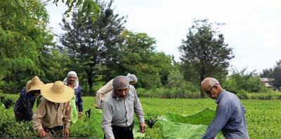 پرداخت ۸۲ درصدی سهم دولت از مطالبات چایکاران شمال کشور