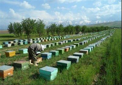 بیش از ۶ هزار و ۵۰۰ زنبورستان در آذربایجان غربی فعال است/  آغاز سرشماری زنبورستان‌های استان