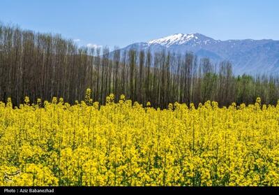 معوقات کلزاکاران ‌گلستانی پرداخت شد - تسنیم