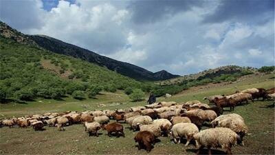 ۴ فقره اجرای طرح مرتع داری استان سمنان احاطه مدیریت شد