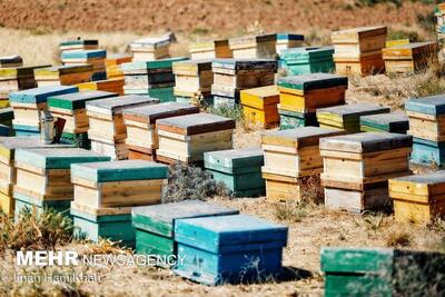 آغاز سرشماری سراسری زنبورستان‌ها در کشور - اکونیوز