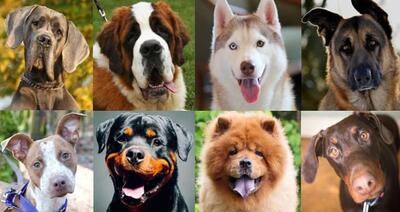  عکس از انواع نژاد سگ بامزه و خوشگل (معرفی انواع نژاد سگ‌ ها)