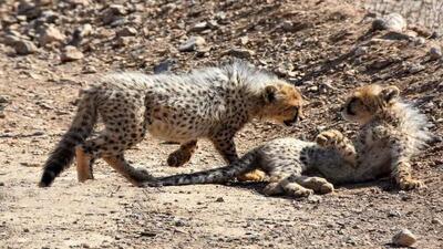 رخ نمایی دوباره خانواده یوزپلنگ مهشاد؛ بازیگوشی دیدنی توله ها+ ویدئو