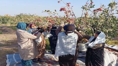 برداشت پسته به کمک ۱۱ خواهر بسیجی در آیسک