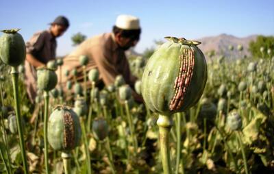 خبر بد برای معتادان؛ تریاک هم گران شد!