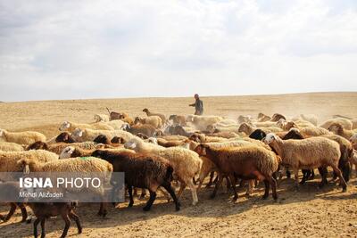 دام سالم تضمین کننده بخش مهمی از امنیت غذایی جامعه است