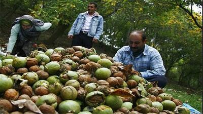 طلای سبز لرستان؛ به نام باغدار به کام دلال