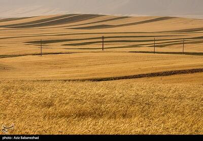 پرداخت 6768 میلیارد تومان از مطالبات گندم‌کاران لرستانی - تسنیم