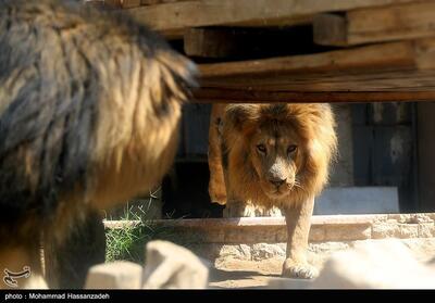 باغ‌وحش صفادشت تعطیل شد + تصاویر - تسنیم