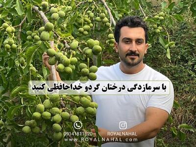 با ژنوتیپ رویال، با کم باری و سرمازدگی درختان گردو خداحافظی کنید