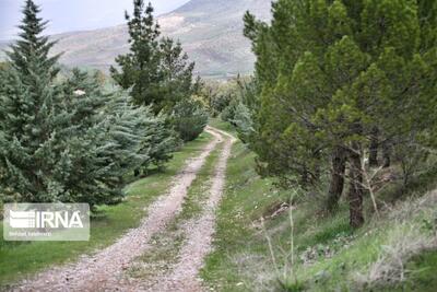 امکان درختکاری پاییزه در سمنان و استقبال گرمساری‌ها از طرح زراعت چوب