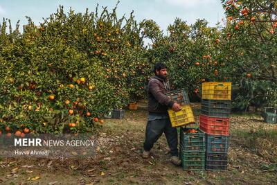 رنگ افزایی مرکبات ممنوع