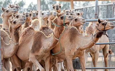 حداکثر قیمت هر شتر برای پرورش چقدر است؟