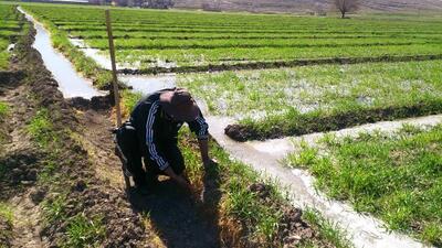 دیراعلام شدن الگوی کاشت باعث سردرگمی کشاورزان می‌شود