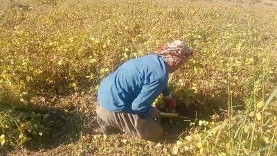 آغاز برداشت ماش از زمین زراعی در روستای جغدان + فیلم