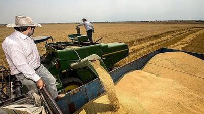 ابراز نارضایتی گندمکاران اردبیلی به دلیل تاخیر در پرداخت مطالبات