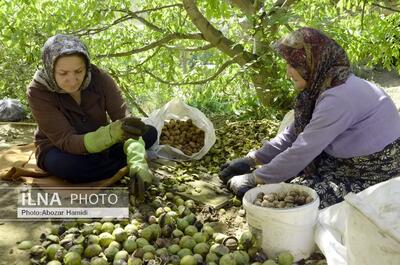 تولید بیش از ۱۰ هزارتن گردو در باغات شهرستان همدان