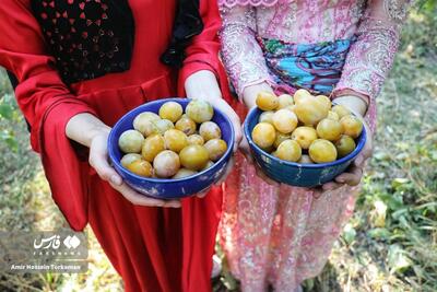 (تصاویر) جشنواره آلو در روستای حیدره‌قاضی‌خان بهار