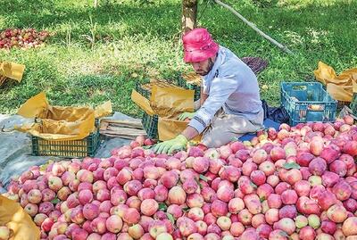 یک سوم سیب کشور  در آذربایجان‌غربی تولید می‌شود