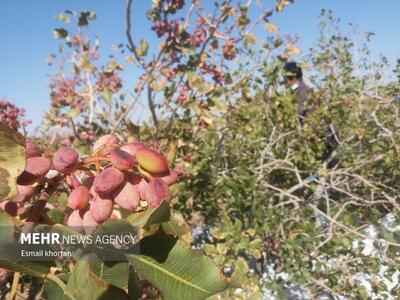 ۴۱ درصد باغات پسته استان در شهرستان نهاوند است