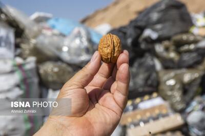 عکس: جاساز مواد مخدر داخل گردو!