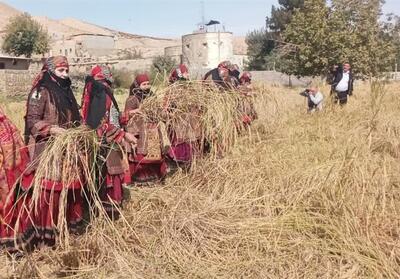 جشنواره برنج در روستای سنگ‌دیوار کلات برگزار شد+عکس - تسنیم