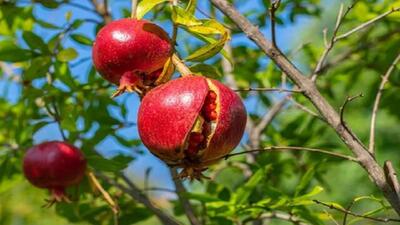 به بار نشستن درختان انار در روستای جغدان + فیلم