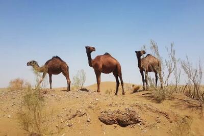 اینجا کویر مصر در ایران است | جاذبه ای بکر در دل اصفهان