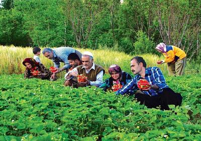 ۳۰ درصد اشتغال دائمی کردستان در حوزه کشاورزی است