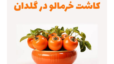 روش کاشت هسته خرمالو