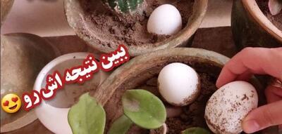 چگونه رشد گیاهان آپارتمانی را افزایش دهیم / کود خونگی فوق العاده عالی برای گیاهان