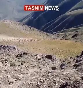 مشاهده گله بز وحشی در مناطق حفاظت‌شده قزوین + فیلم