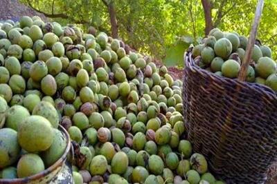 سهرورد میزبان چهارمین جشنواره ملی گردو