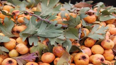 جایگاه قدسی درخت «زالزالک» در روستای هِنده گلپایگان