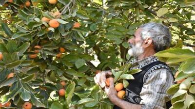 آغاز برداشت خرمالو از باغ‌های کاشان