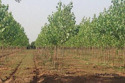 توسعه سطح زیر کشت صنوبر باعث پویایی صنایع چوب می‌شود