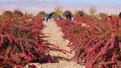 پرداخت ۱۵۰ میلیارد تومان اعتبار به تعاونی برای خرید توافقی محصولات