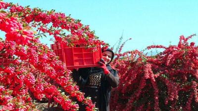 آغاز برداشت زرشک در شهرستان زارچ