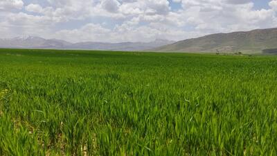 ۱۱۹ میلیارد ریال کمک فنی و اعتباری به بهره‌برداران بخش کشاورزی چهارمحال وبختیاری پرداخت شد