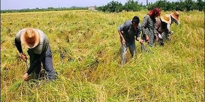 کشاورزی ایران ؛ کاشت وعده‌ها، برداشت مشکلات