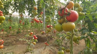 انجام ۵۴۰ هکتار کشت گلخانه ای در مازندران