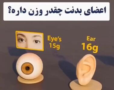 اعضای بدنت چقدر وزن داره؟ حدس میزنید که دماغ چند گرمه؟!