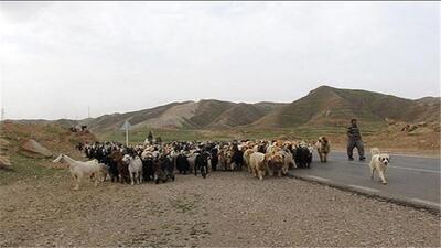 ممنوعیت ورود دامداران فاقد پروانه به عرصه مراتع ایلام