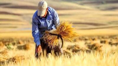 نصف پول باقی مانده گندمکاران این هفته پرداخت می‌شود 