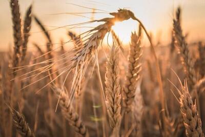 آیین شکرگزاری برداشت محصول گندم در روستاهای درگزین برگزار شد