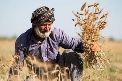 پرداخت نصف پول باقی‌مانده گندمکاران در هفته جاری