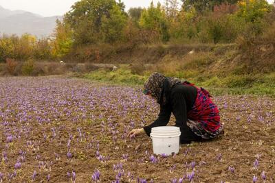 زعفران در تنگنای خرده‌مالکی